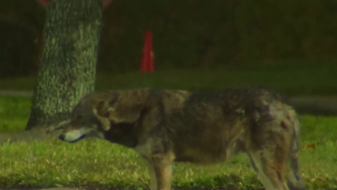 More Coyote Encounters Possible As Mating Season Begins, Wildlife Expert Says