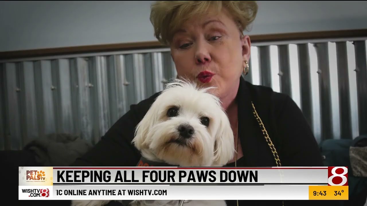 Pet Pals Tv: Keeping All Four Paws On The Ground