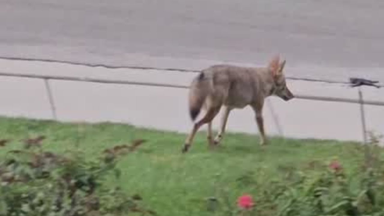 Sandy, Draper Residents Reporting Increase In Coyote Sightings, Pets Attacked | Utah News