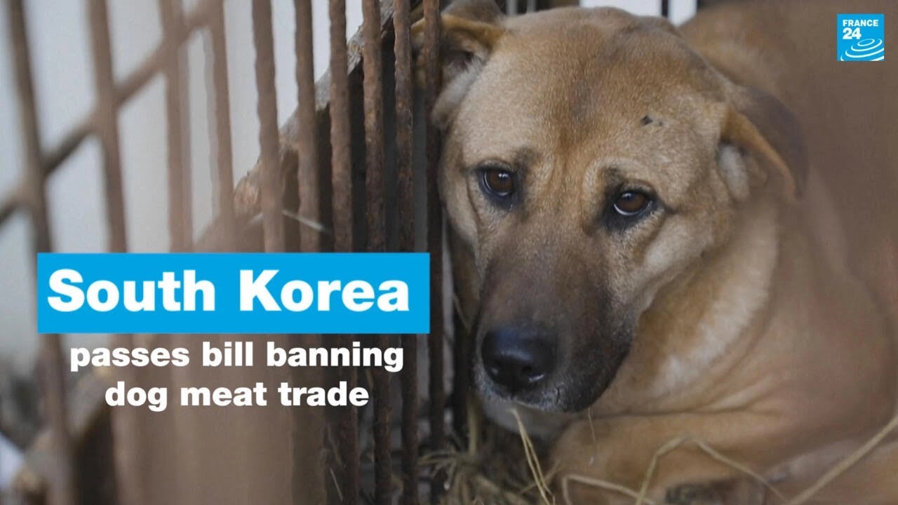 South Korea Passes Bill To Ban Consumption Of Dog Meat • France 24 English