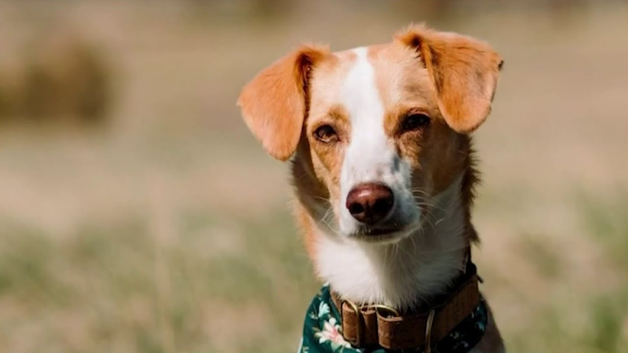 ‘speak! Good Dog!’ — How An Ann Arbor Woman Taught Her Dog To Talk | Detroit News