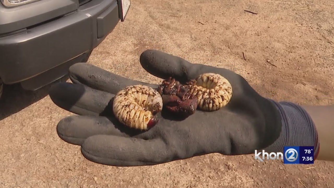 Status Of Coconut Rhinoceros Beetle After Found On Maui