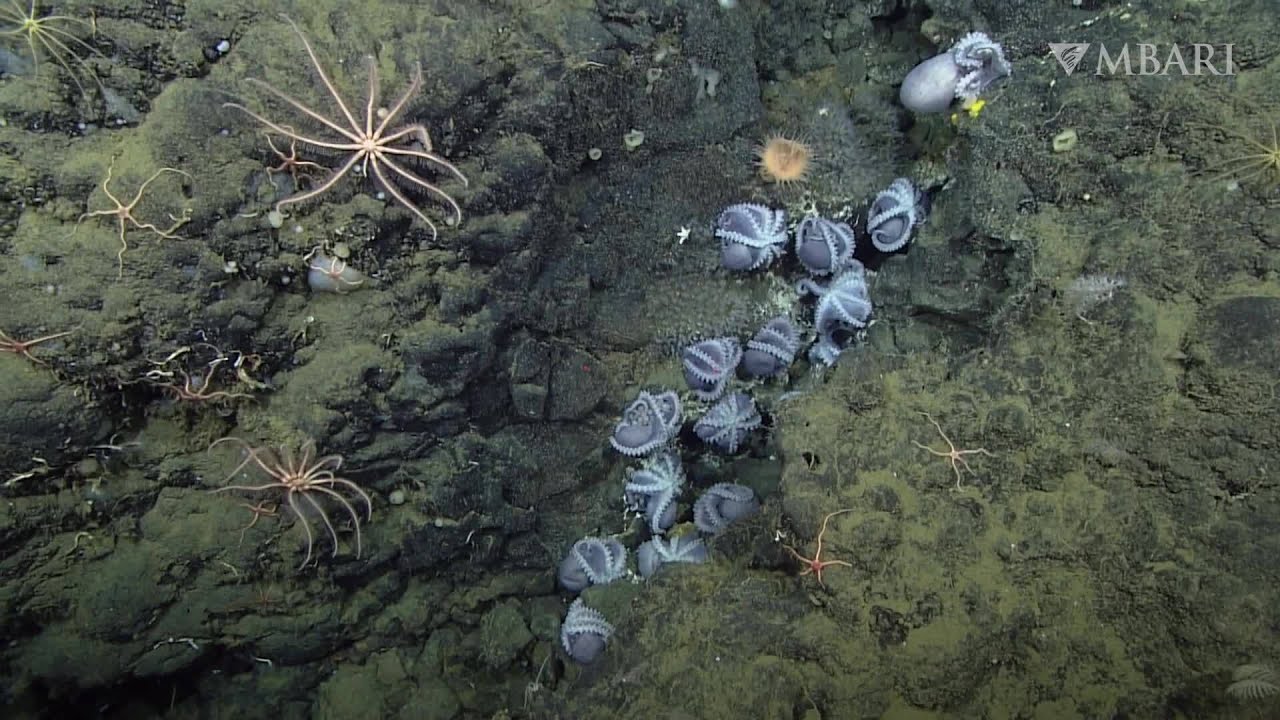 Look Inside The Deep Sea Octopus Garden Found Off California Coast