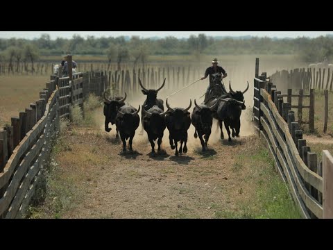 The Bulls Of France’s Camargue Region • France 24 English