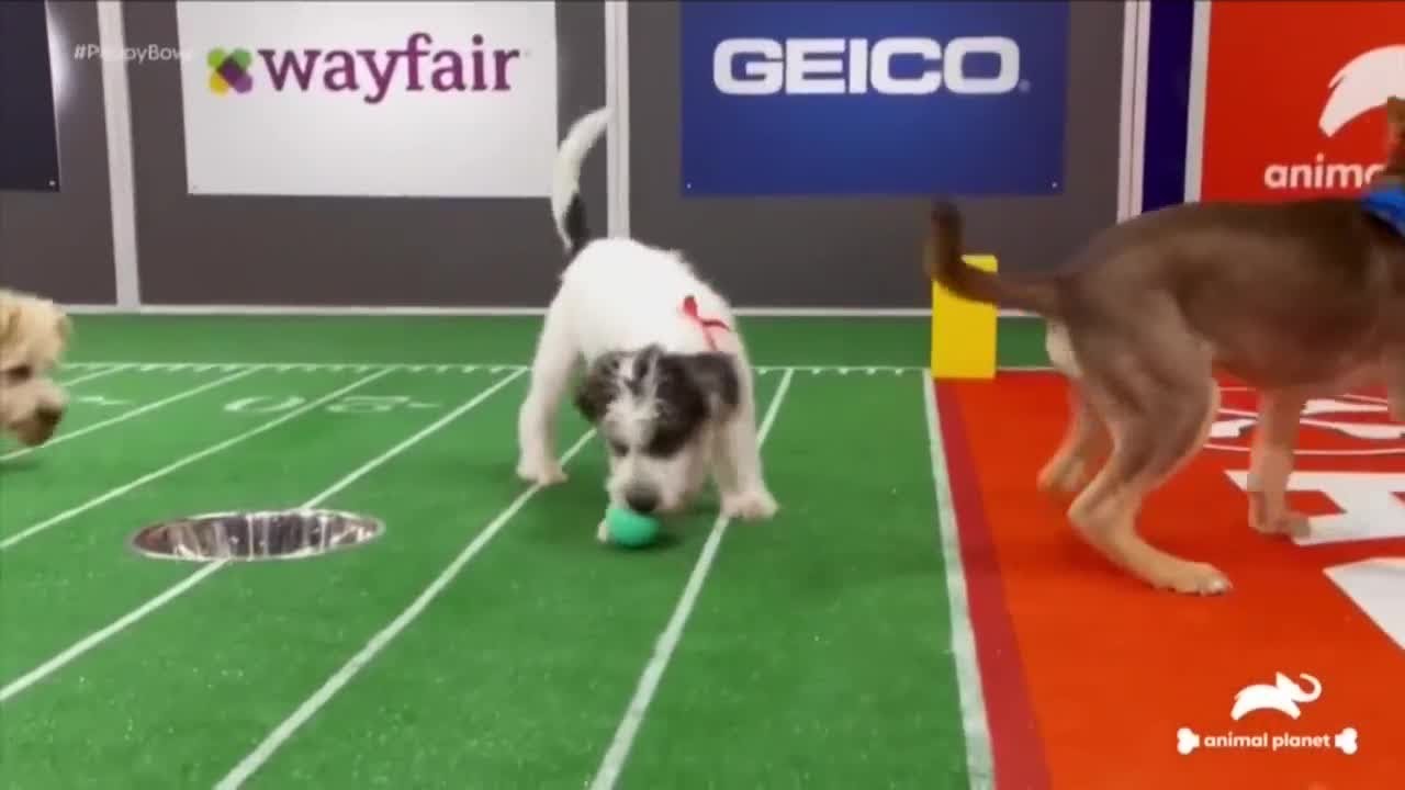 Video: The Cuteness That Was Puppy Bowl Xix