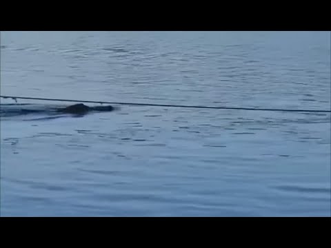 Watch: 14 Foot Alligator Caught On Camera Swimming Towards Group Of Girl Scouts