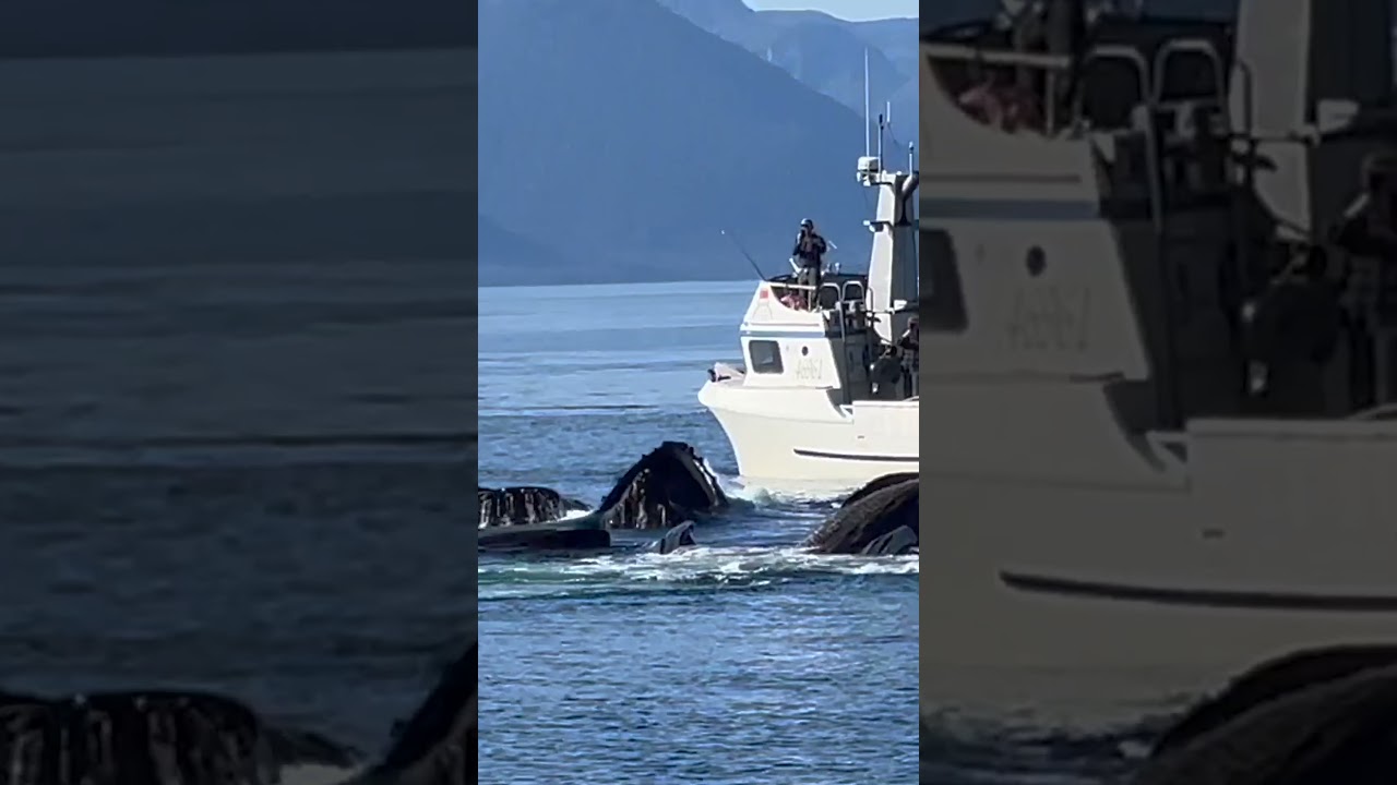 Watch: Whales Leap To Say Hi To Boats During Meal Time 🐋 #shorts