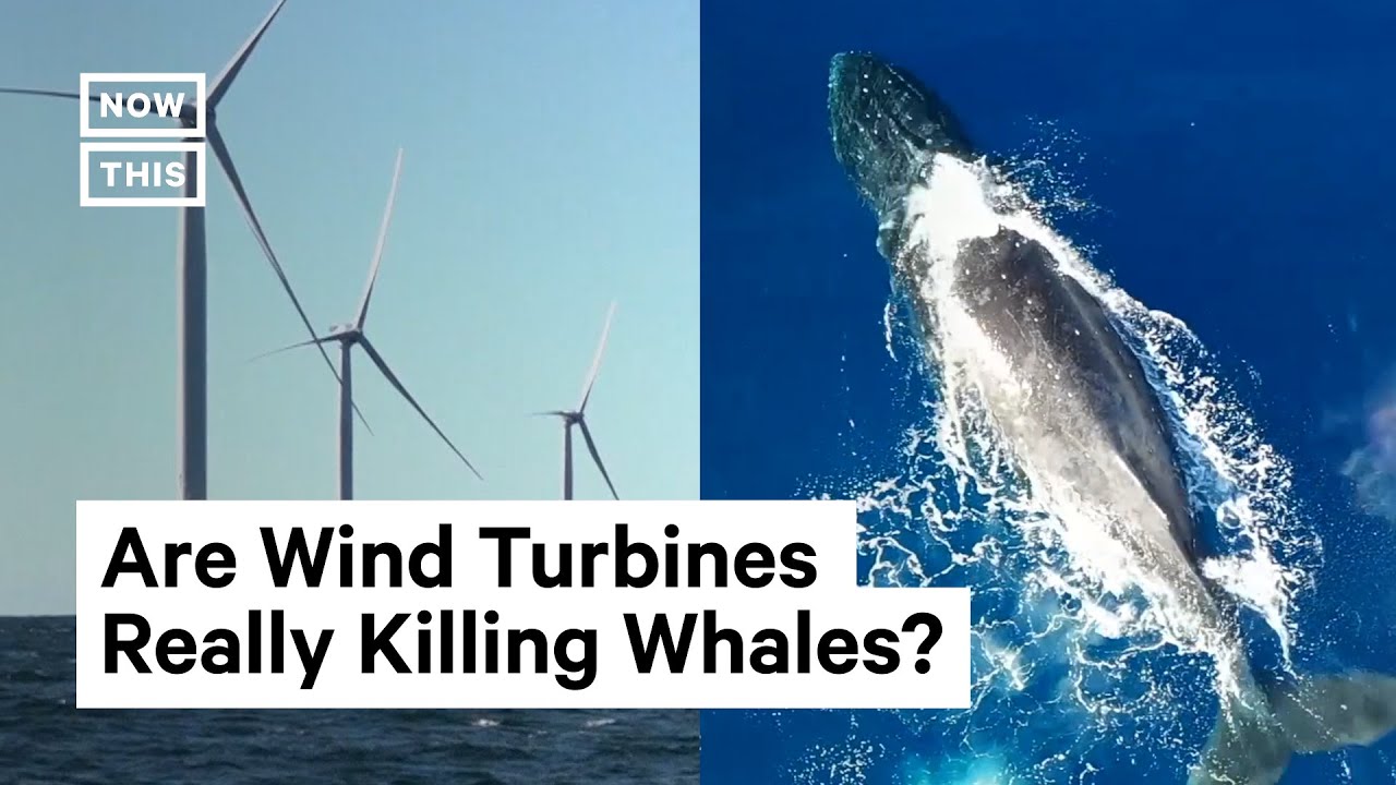 Why Are Conservatives Blaming Wind Turbines For Recent Whale Deaths?