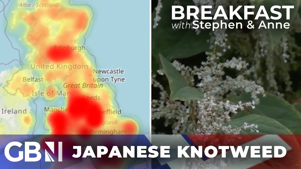 ‘you Could Be Fined £30,000 If You Don’t Declare Japanese Knotweed’ | Infestations Growing